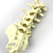 TF02 (12313) orthopédique sacrum lombaire squelette modèle éducatif